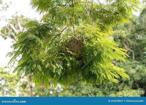 Nest of Honey Wasps stock image. Image of macro, arthropods - 264278651