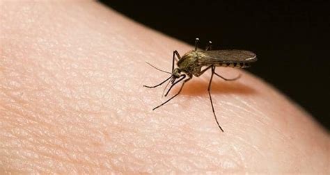 Genes determine mosquito's preference for humans or animals ...