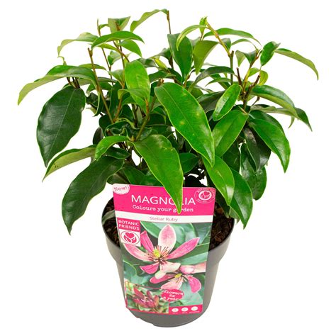 Magnolia Figo 'Stellar Ruby' - Tuinplantenonline.nl