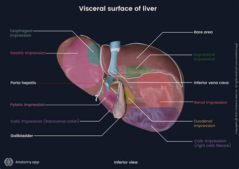 Anatomy Of Hepar