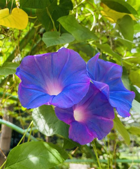 Flower Morning Glory - Free photo on Pixabay