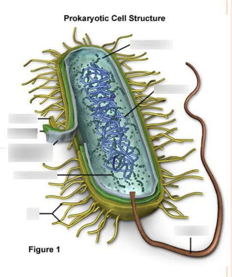 Prokaryotic Cell Structure 的图像结果