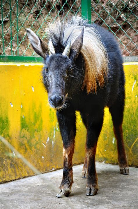 这只可怜的“四不像”竟然是国家二级重点保护动物鬣羚_汉中市林业局