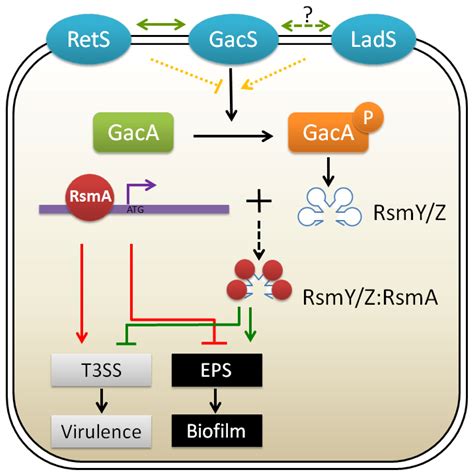 Biofilm Matrix and Its Regulation in Pseudomonas aeruginosa
