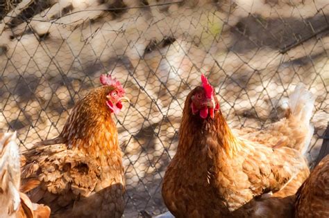 Gallinas ponedoras Images - Free Download on Freepik