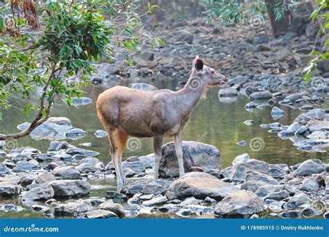 Female Blue Bull or Nilgai - Asian Antelope Standing in Ranthambore National Park, Rajasthan ...
