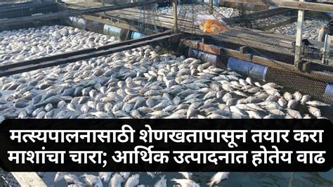 Fish Farming : मत्स्यपालनासाठी शेणखतापासून तयार करा माशांचा चारा ...