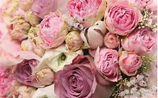 Peony Wallpaper by Peony Wallpapers Wallpaper Cave Peony Wallpaper