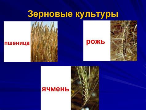 Зерновые культуры. Урок сельскохозяйственного труда - презентация онлайн