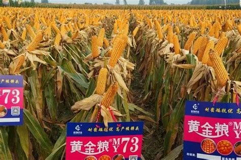 黄金粮MY73玉米种品种简介 - 农敢网