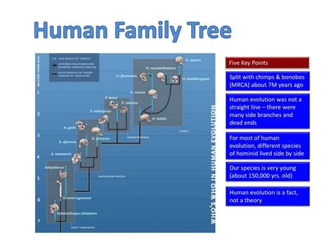 Evolution Family Tree 的图像结果