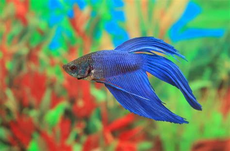 A Betta's Battle: Nurturing Health and Preventing Ammonia Poisoning