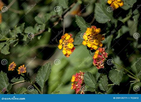 Red and Yellow Flower of a Lantana Camara Stock Image - Image of floral ...