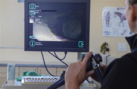 Equine Diagnostic Imaging | X-Ray, Ultrasound & Endoscopy