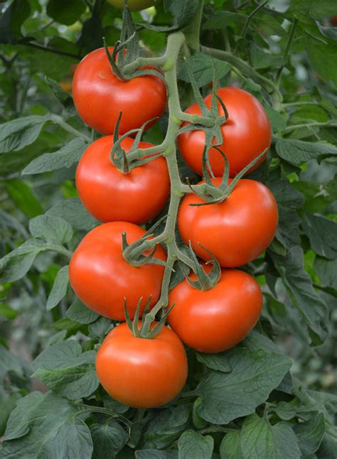 Semillas Fitó India