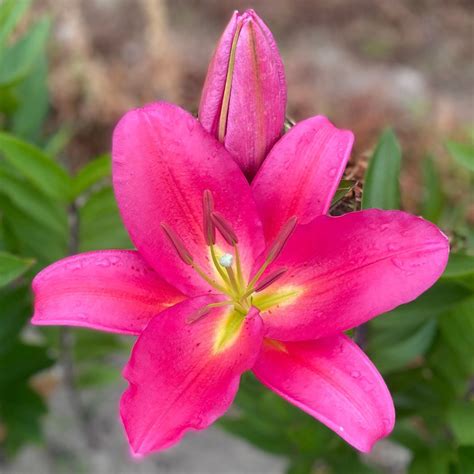 Lilies - Lilyfields Hakatere