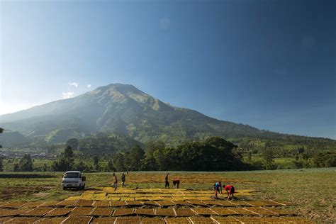 Sejarah Sebaran Tanaman Tembakau di Nusantara