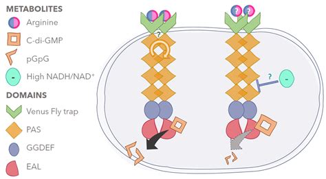 Nutrient Sensing and Biofilm Modulation: The Example of L-arginine in ...