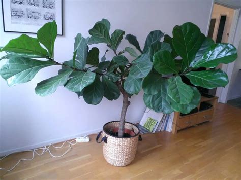 Fiddle Leaf Fig Indoor Care: What Actually Keeps Them Alive
