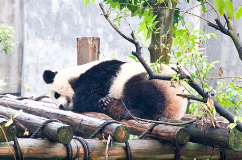 Chengdu, Sichuan - Mao, Pandas Emei Shan - Sebastian Born