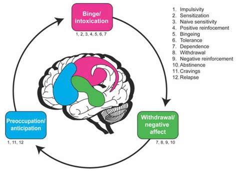 The Stage-Based Model of Addiction—Using Drosophila to Investigate ...