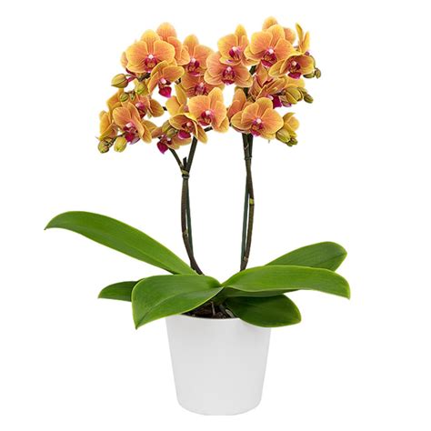 Phalaenopsis
