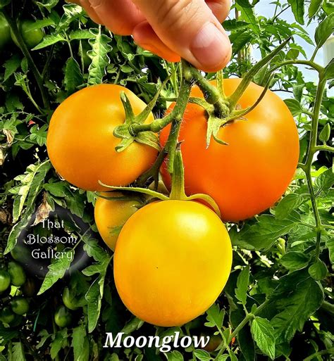 Moon Glow, AKA Moonglow, Tomato Seeds - Etsy