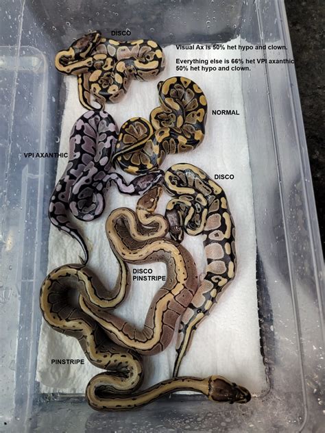 Image result for Ball Python Clutch