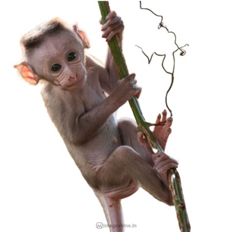 Animal PNG Images With Transparent Background HD free Download