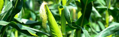 Food Drugs & Pharmacology