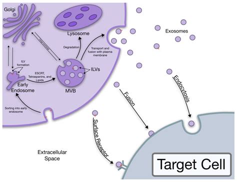 Cancer Exosomes: An Overview and the Applications of Flow