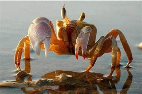 梦见螃蟹是什么意思 女人梦到螃蟹成群爬到自己身上有什么预兆 - 致富热