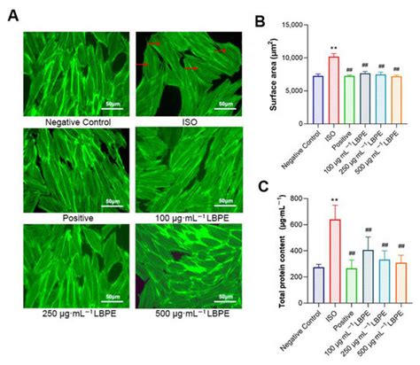 Lotus Bee Pollen Extract Inhibits Isoproterenol-Induced Hypertrophy via ...