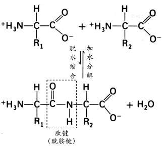 谷胱甘肽的组成和结构式 - 哔哩哔哩