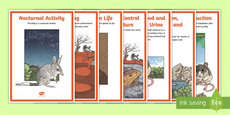 Australian Animal Adaptations Display Posters | Twinkl