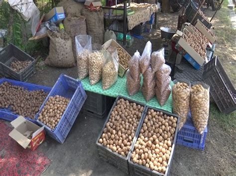 Timely rainfall helped increase the Walnut crop production in Kashmir