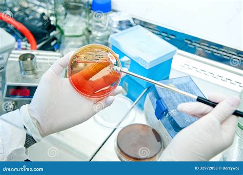 Microbiology - Bacteria Culture Stock Photos - Image: 32972053