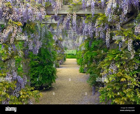 Wisteria Arch Wisteria sinensis native to China Houghton Hall garden Norfolk Stock Photo - Alamy