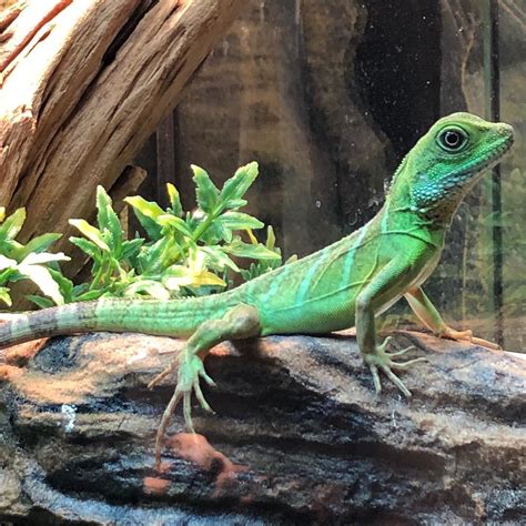 Chinese Water Dragon Wallpaper