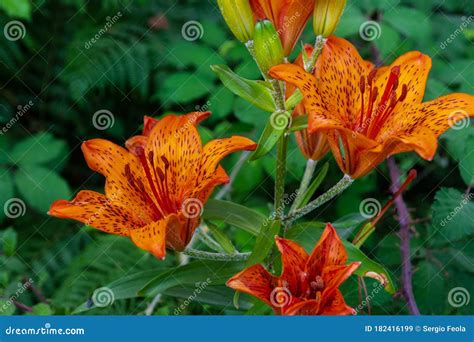 Lily. it is a Genus of Plants Belonging To the Liliaceae Family Stock ...