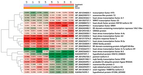 First Peek into the Transcriptomic Response in Heat-Stressed Tomato ...