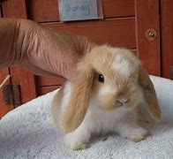 Image result for Show Baby Wild Rabbits Nesting