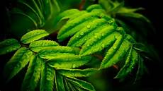 Green Leaf Wallpaper by Green Leaf Wallpapers Wallpaper Cave Green Leaf Wallpaper