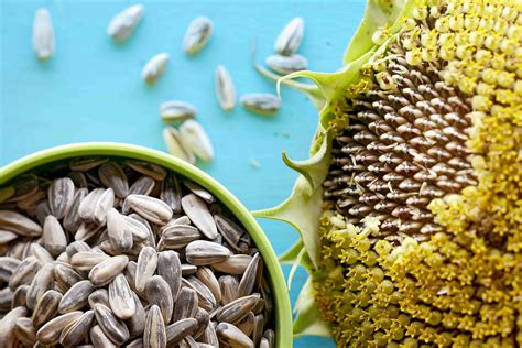 Sunflower Seeds Party Bags at Erin Wright blog