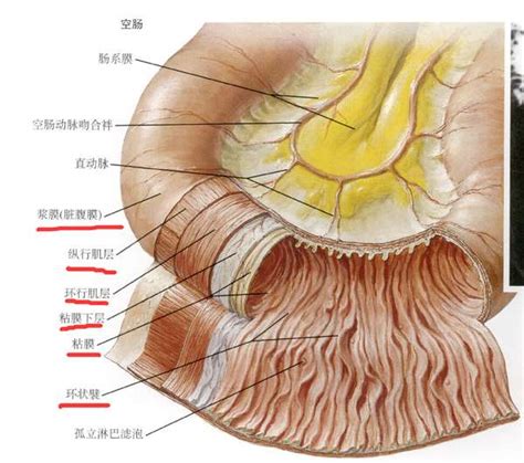 一天大便3、4次是有病吗？到底几次才算是正常？ - 知乎