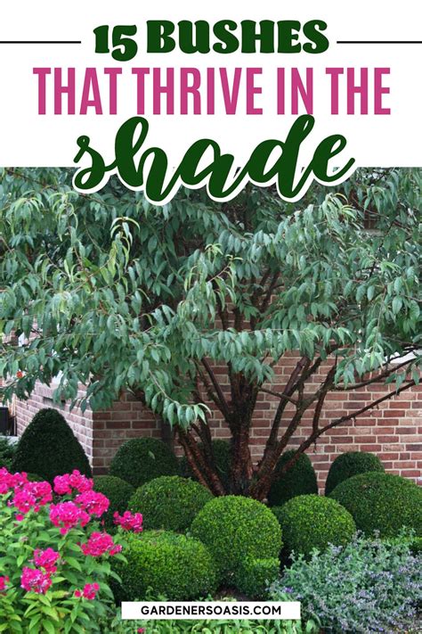 Shade loving shrubs the best bushes to plant under trees – Artofit