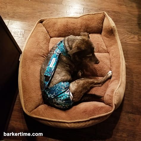 What Causes Dog Incontinence at John Richard blog