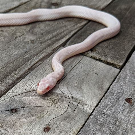Lavender Blizzard Corn Snake by Crystal Colubrids - MorphMarket