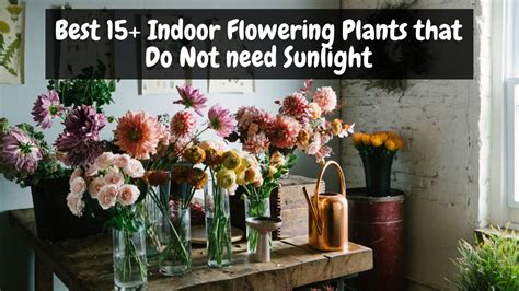 Best 15+ Indoor Flowering Plants that Do Not need Sunlight – Abana Homes