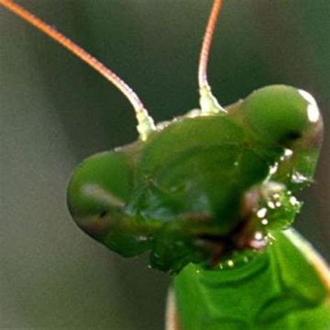 Babby Do Praying Mantis Bite